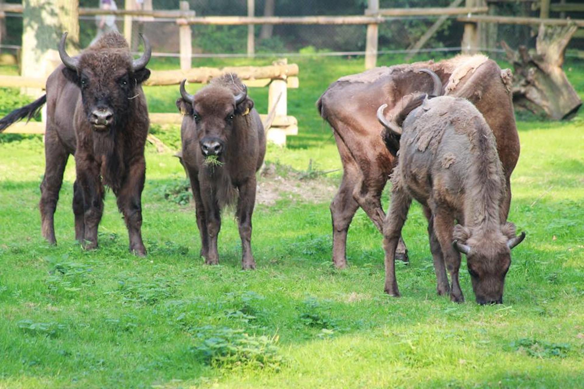 wildpark duennwald tiere 002